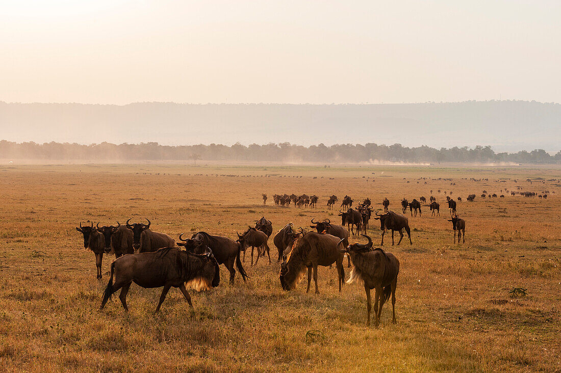 Migrating wildebeests on the Masai savanna