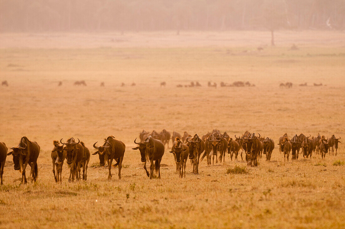 Migrating wildebeests follow each other across a savanna