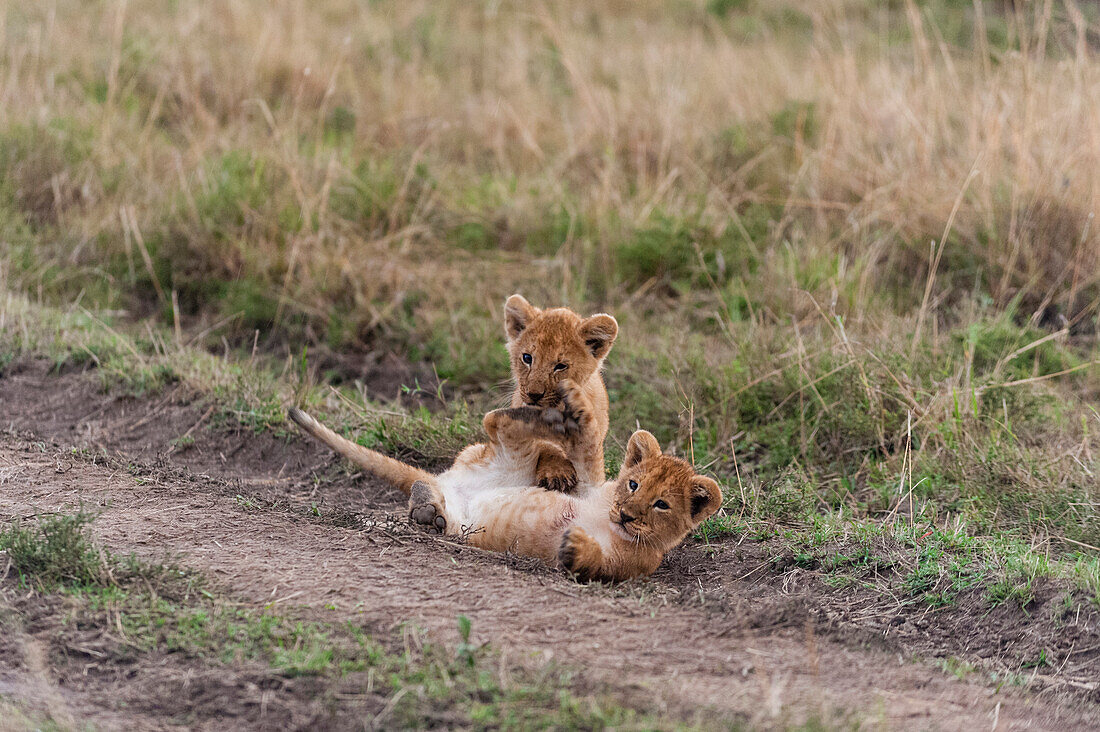 Three-month-old lion cubs playing