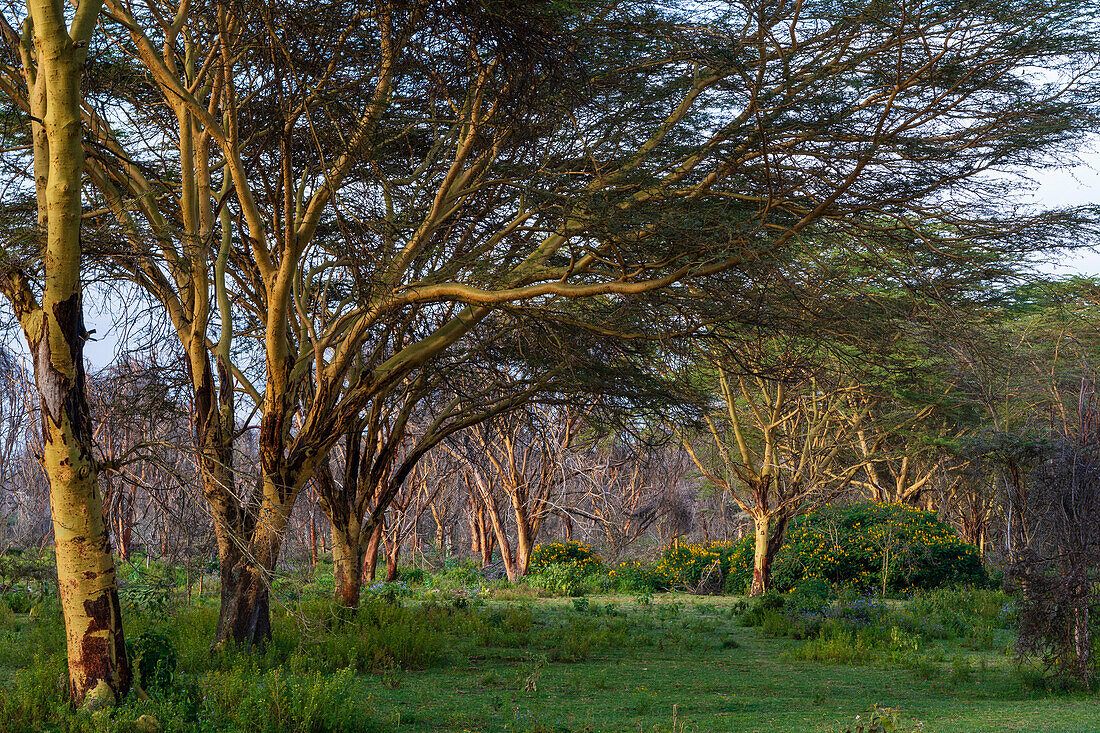 Acacia tree forest at Lake Naivasha, Kenya