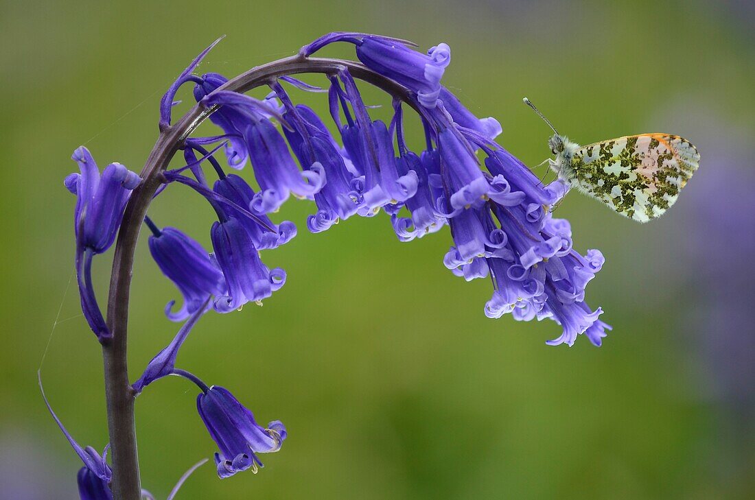 Orange-tip butterfly resting on bluebell