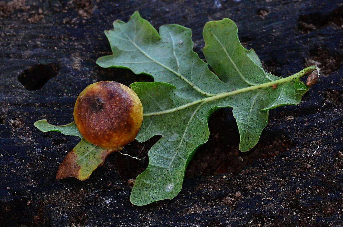 Cherry gall