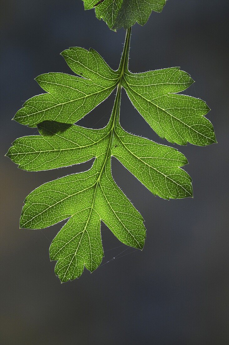 Hawthorn (Crataegus monogyna) leaf