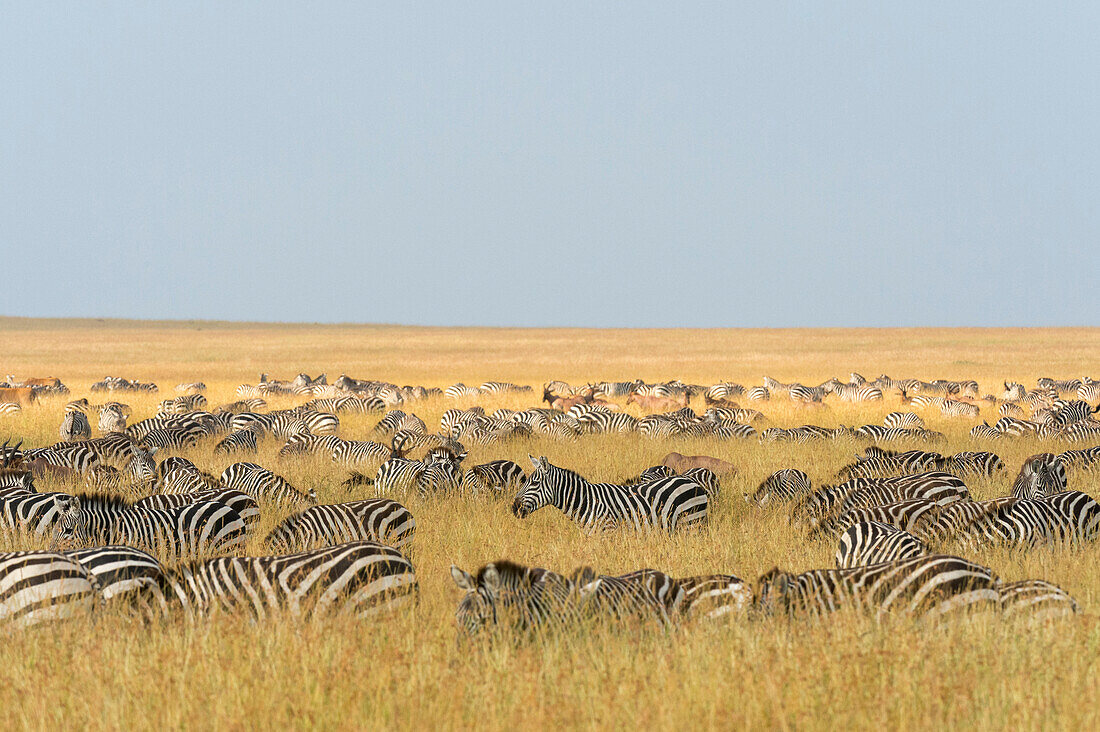 Plains zebras in the savannah