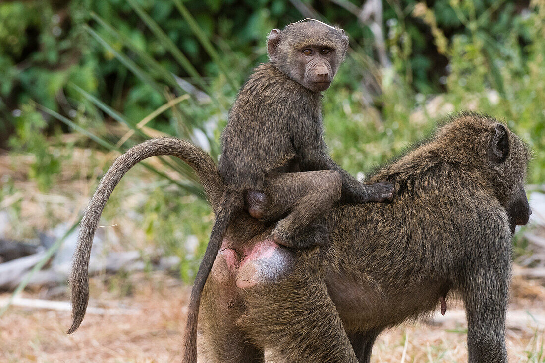 Mother olive baboon carrying her baby on her back