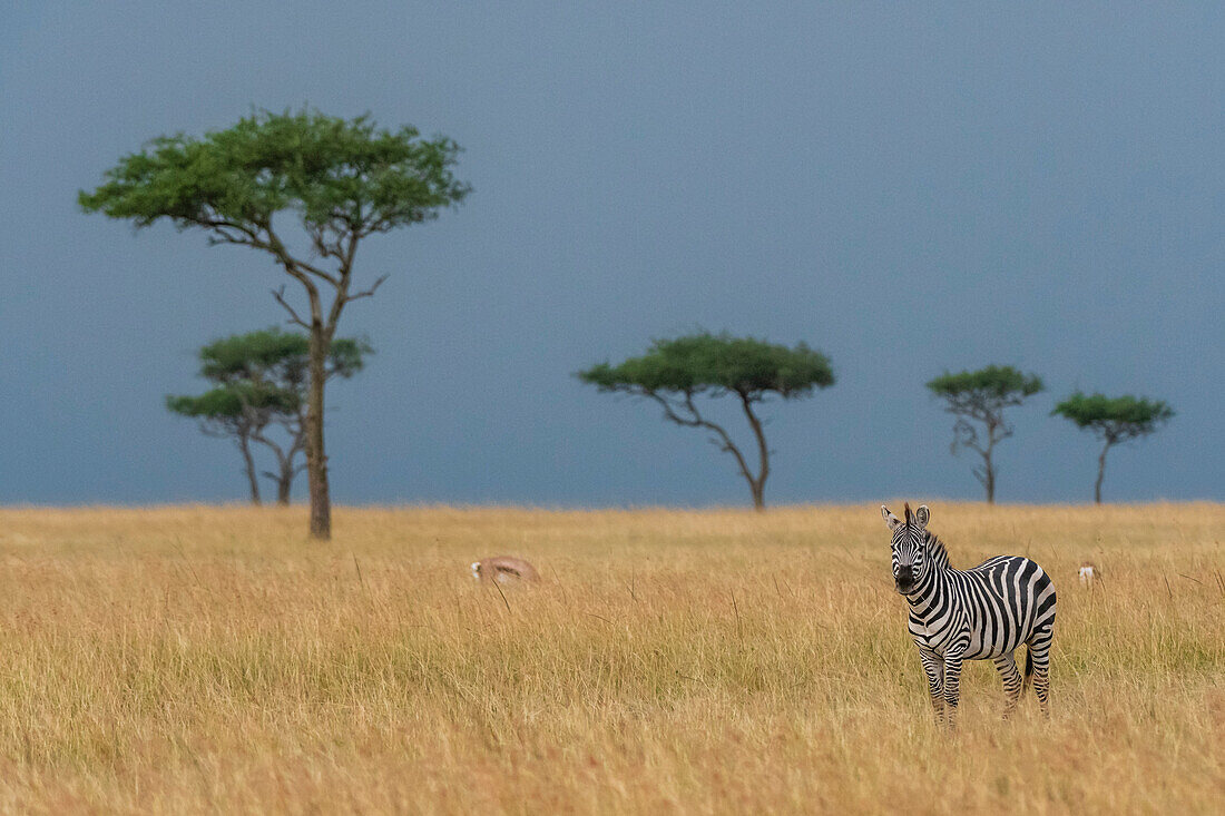 Plains zebra, Masai Mara National Reserve, Kenya
