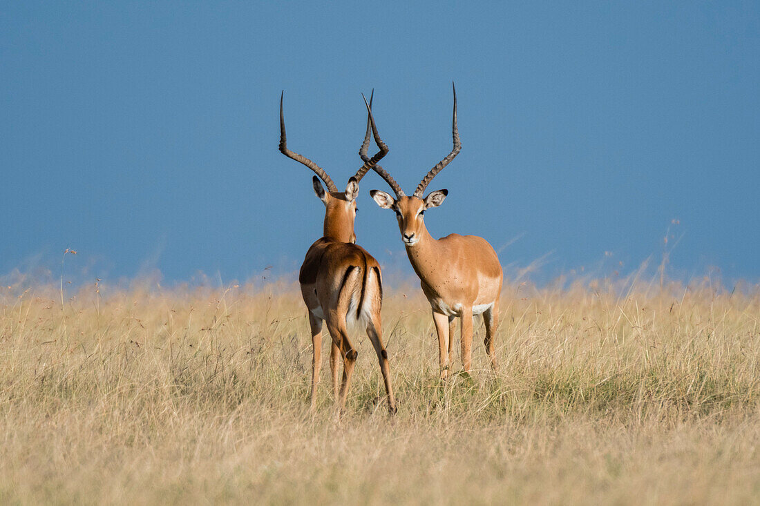 Two male impalas ready to fight