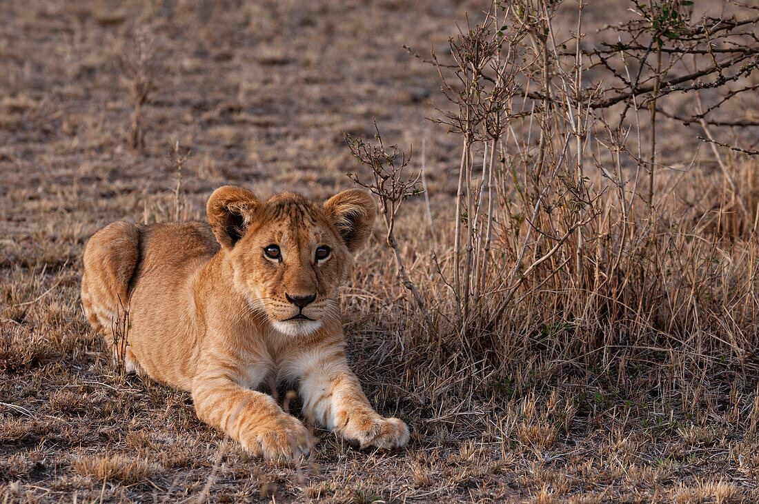 Lion cub resting