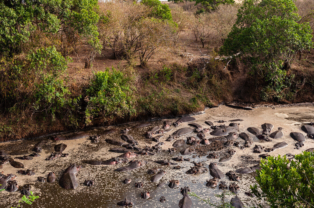 Large group of hippopotamuses