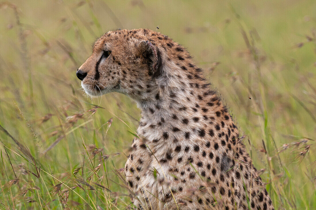 Alert cheetah in tall grass