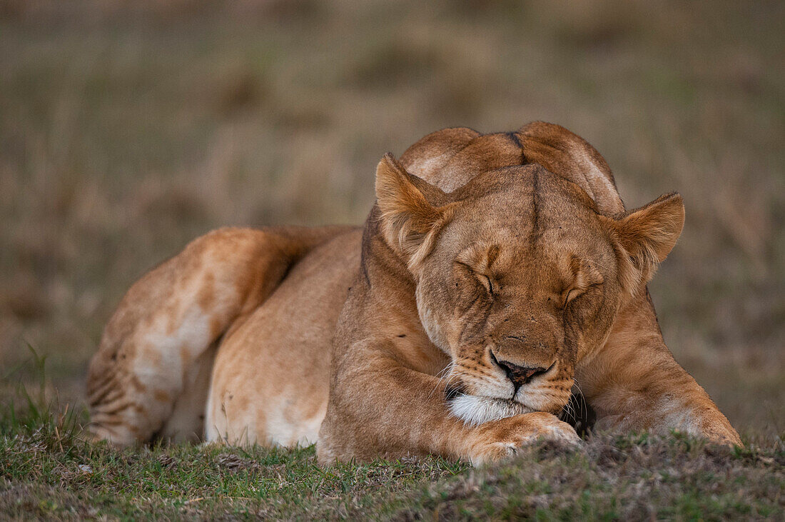 Close up portrait of a lioness sleeping
