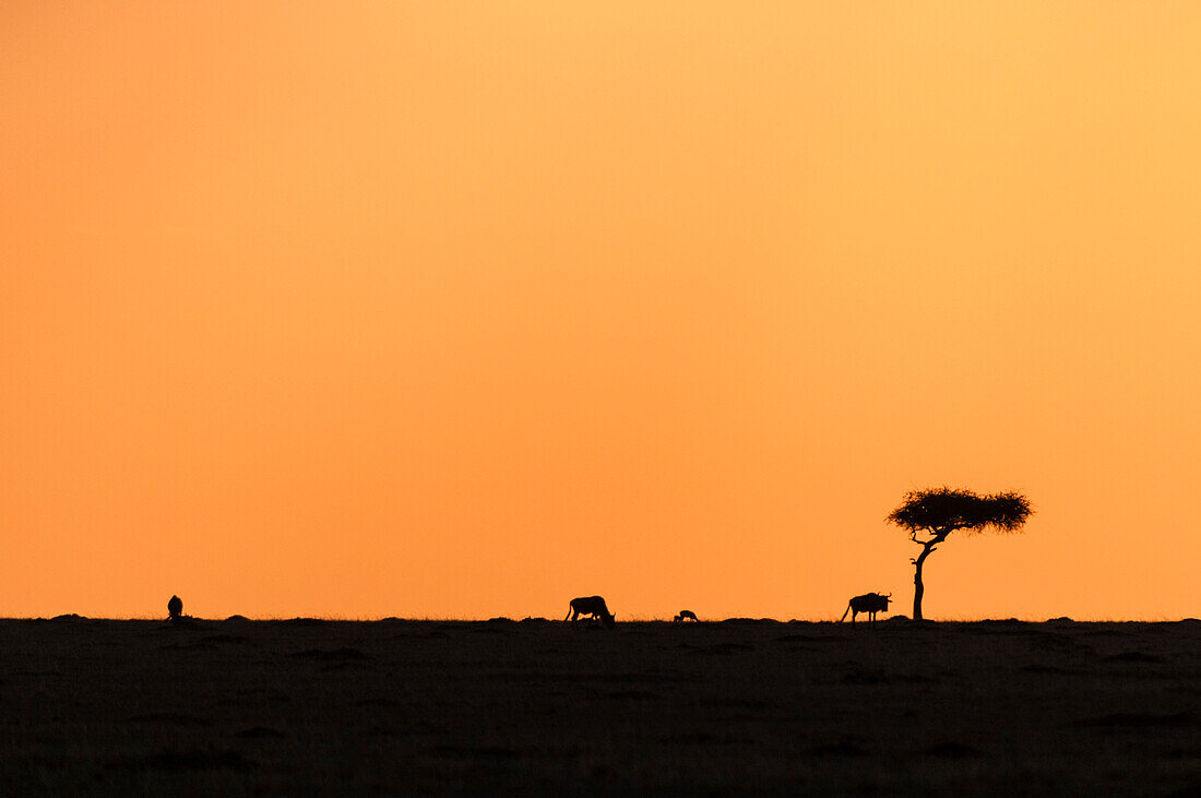 Three wildebeests grazing at sunset