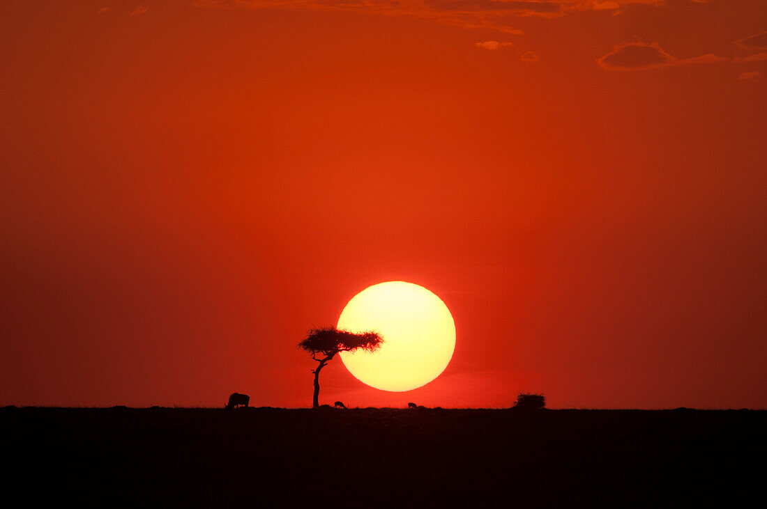 Sunset over the plains of Masai Mara National Reserve, Kenya