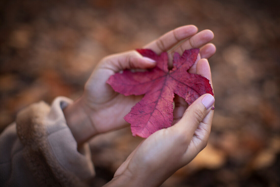 Woman cupping red autumn leaf