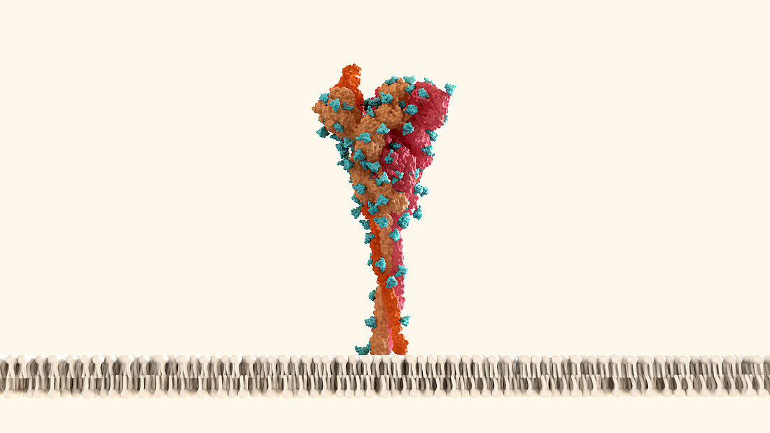 Glycans on coronavirus spike protein, illustration