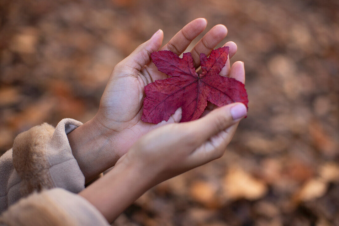 Hands cupping red autumn leaf