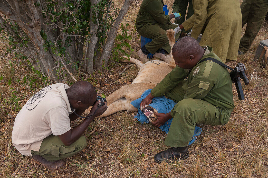 Veterinary team treating a wounded lioness