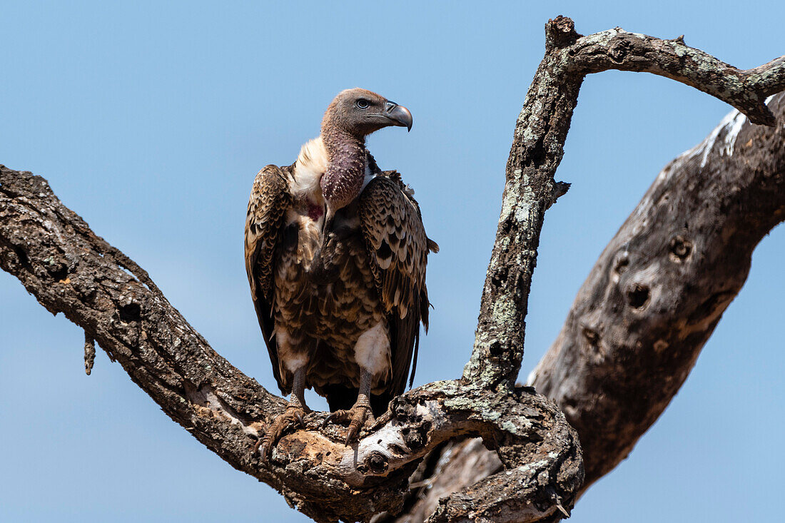 White-backed vulture on a tree top