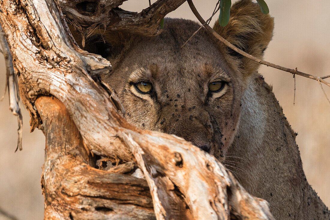 Lioness behind a dead tree looking into the distance