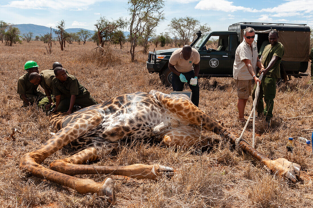 Wounded giraffe being treated by a mobile vet unit
