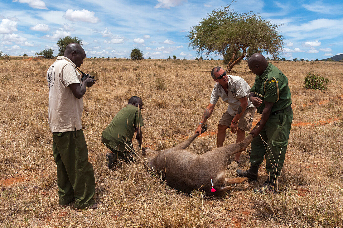 Wounded waterbuck being treated