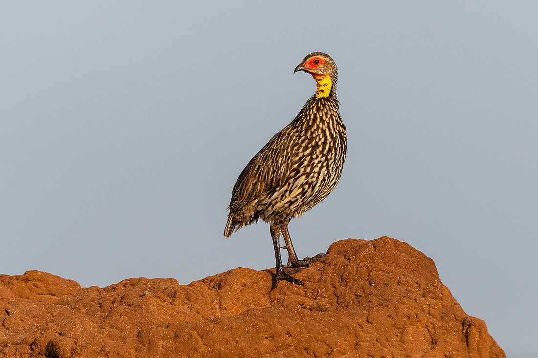 Yellow-necked spurfowl on a termite mound