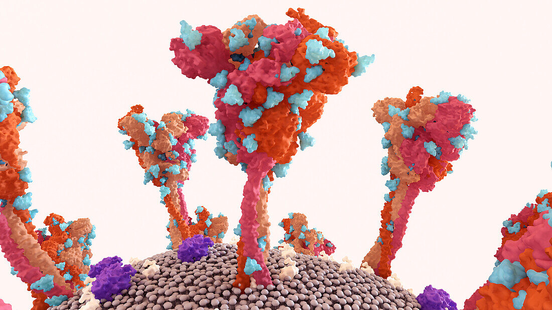 Coronavirus spike proteins, illustration