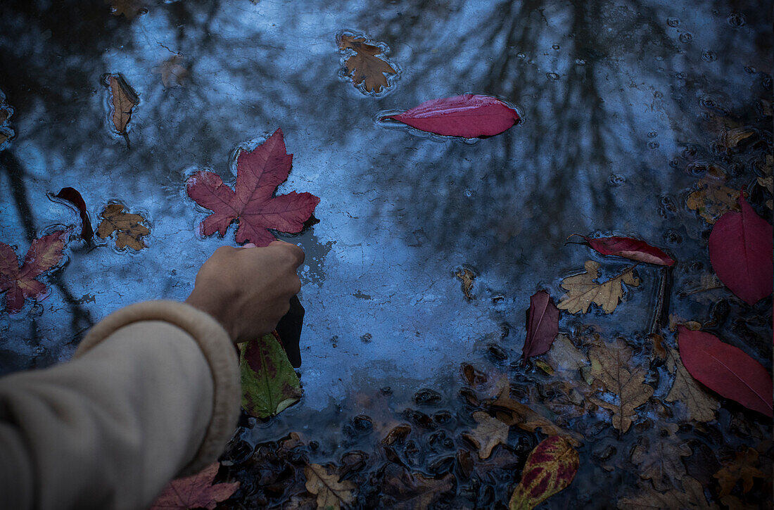 Woman reaching for red autumn leaf in puddle