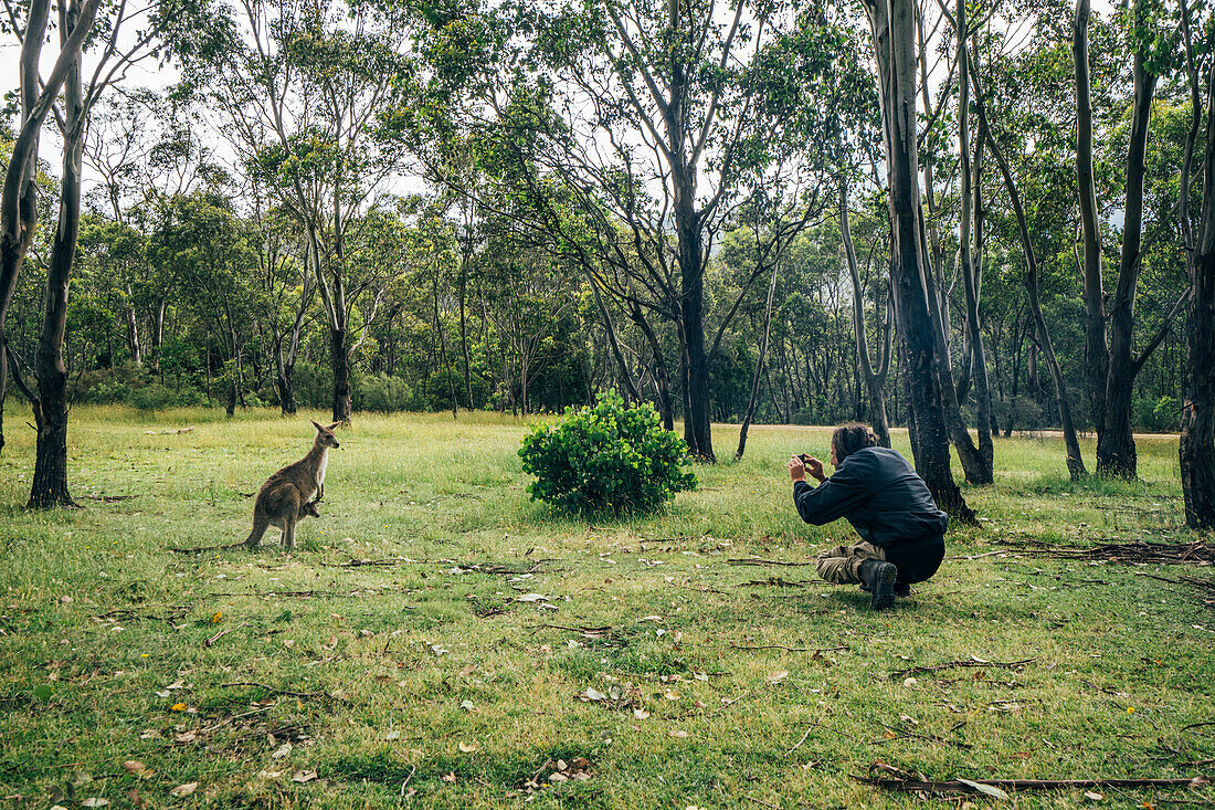 Man photographing kangaroo, Australia