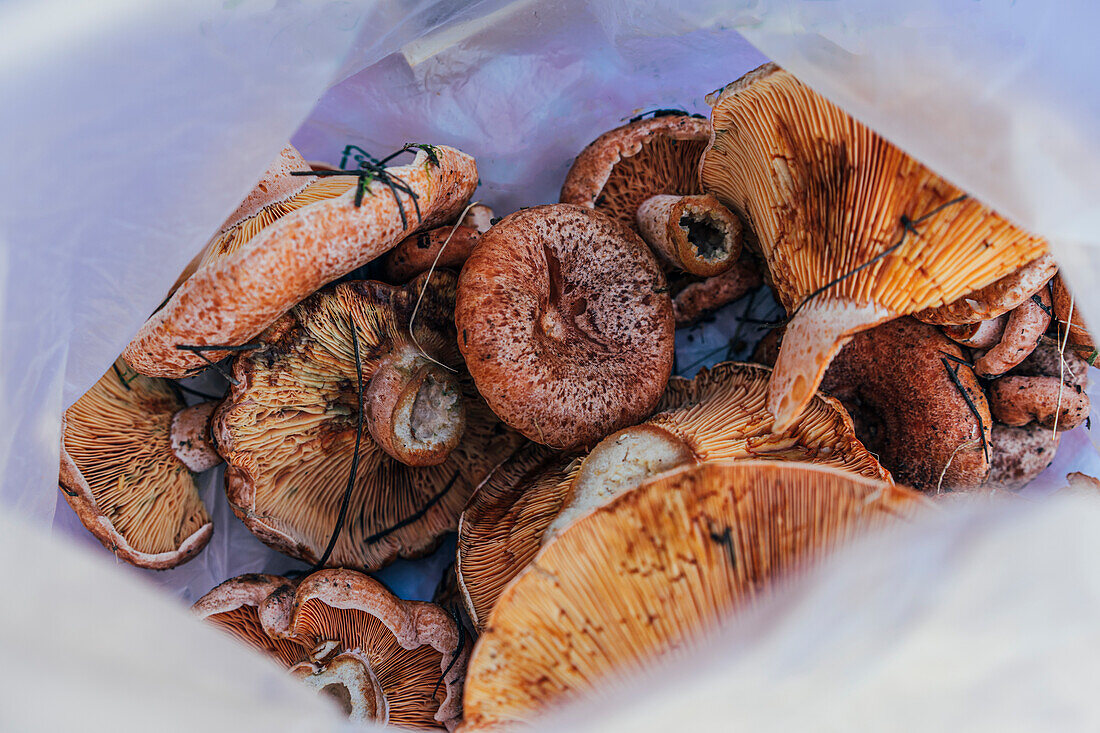 Fresh harvested mushrooms