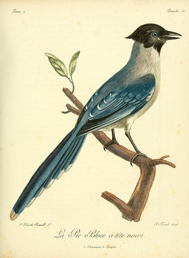 Iberian magpie, 18th century illustration