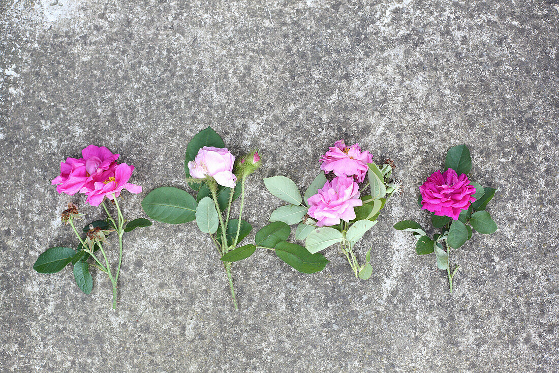 Different kinds of roses: apothecary rose, moss rose, Damask rose and rose 'de Resht'