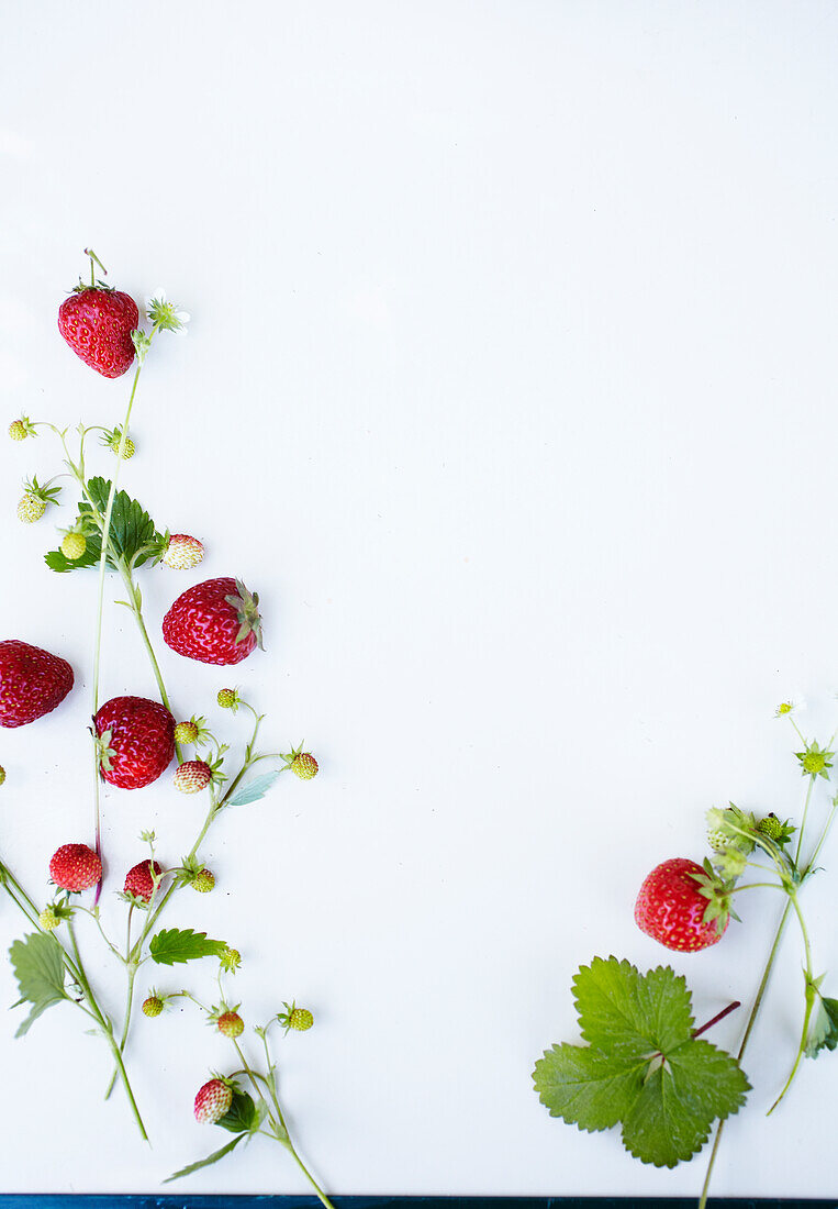 Strawberry runners on a white background