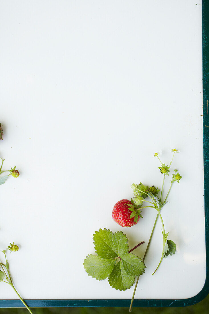 Strawberry on a stem with leaves on a white background