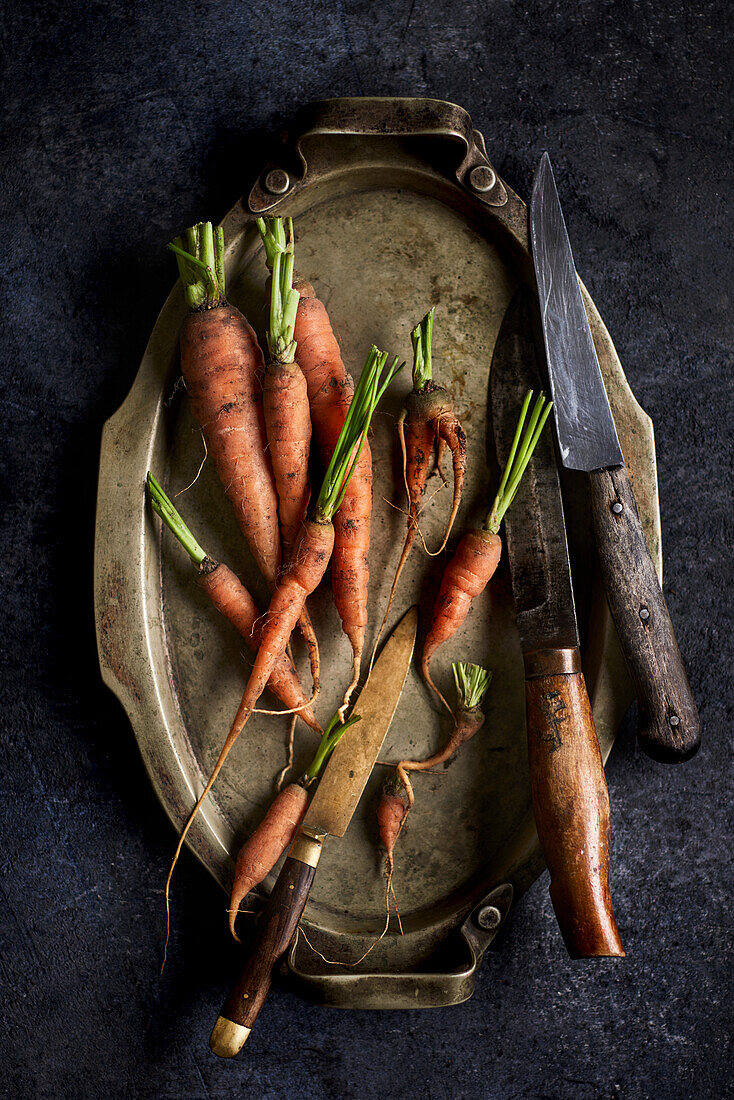 Frische Karotten aus dem Garten
