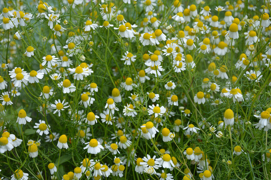 Blooming chamomile