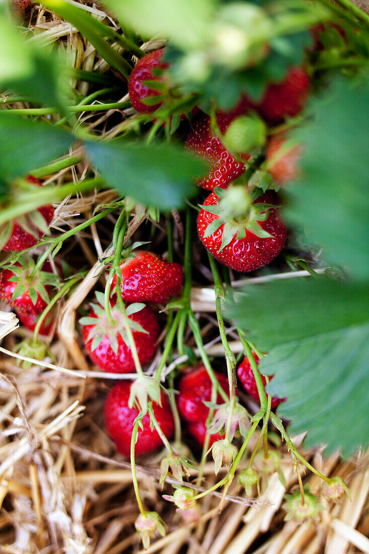 Erdbeeren an der Pflanze