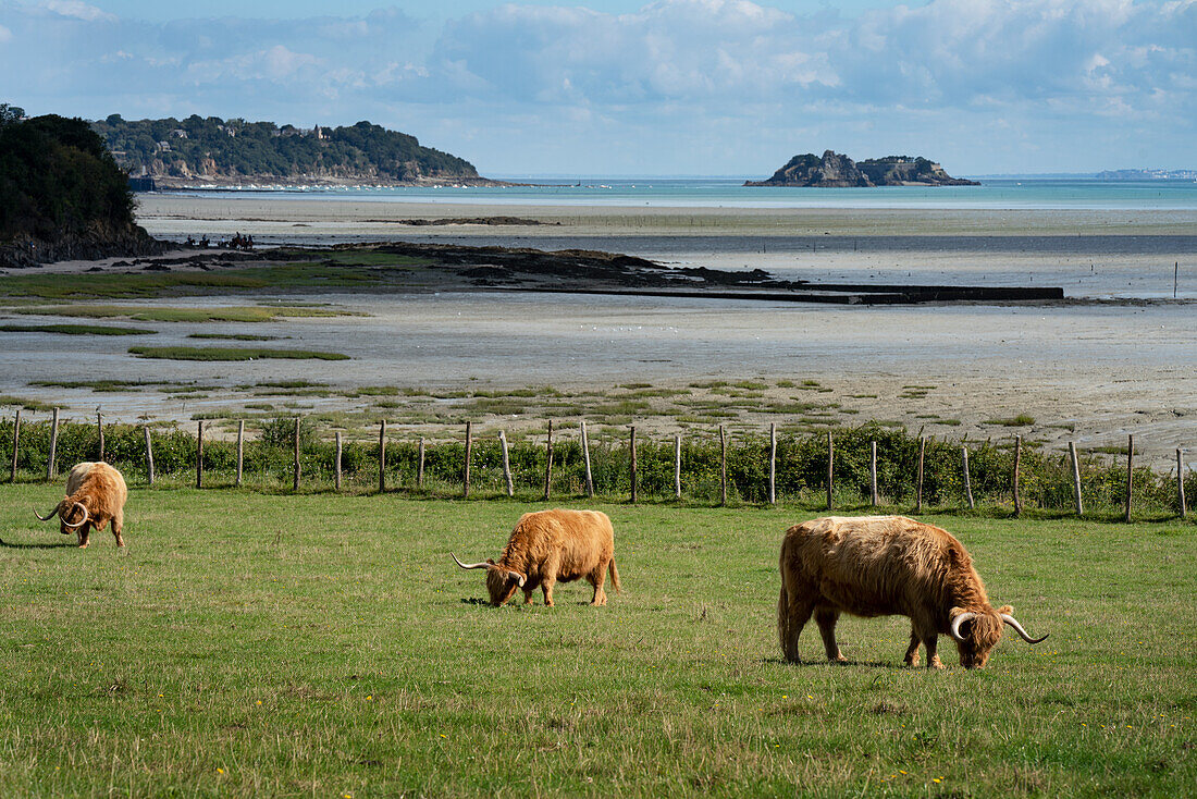 Grasende Hochlandrinder, Bretagne, Frankreich