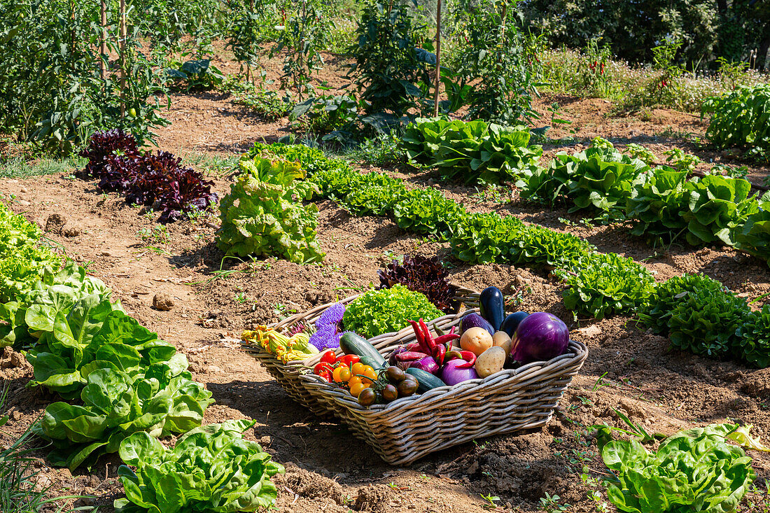 Baskets of summer vegetables in the vegetable garden