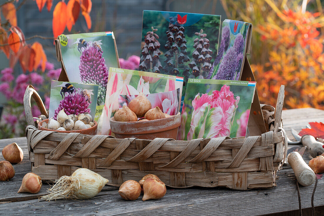 Arrangement with flower bulbs: Persian lilies (Fritillaria persica), tulips and, Allium
