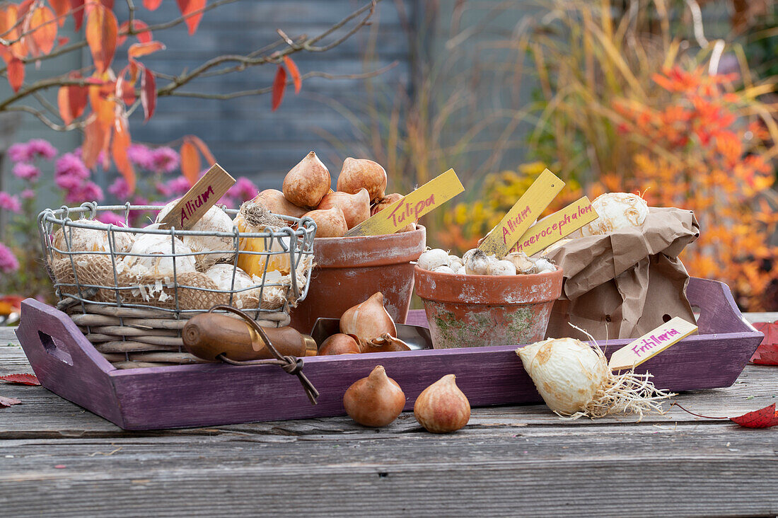 Arrangement with bulbs: Allium, Tulipa, Drumstick Allium and Fritillaria