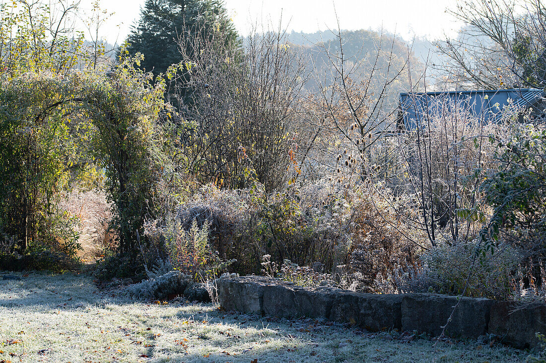 Garden in late autumn in hoar frost
