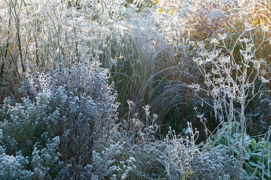 Perennials and grasses in hoar frost