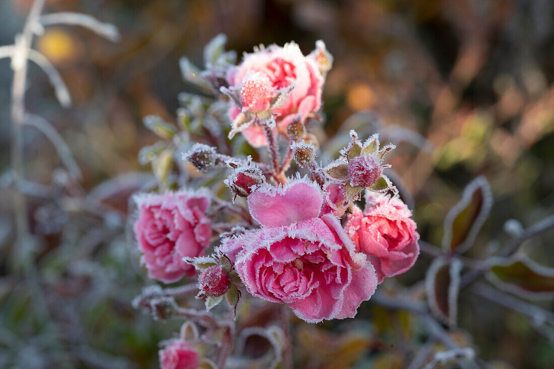 Pink rose blossoms in hoar frost