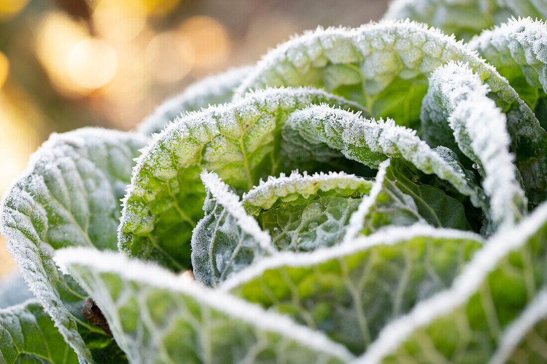 Savoy cabbage in hoar frost in the garden