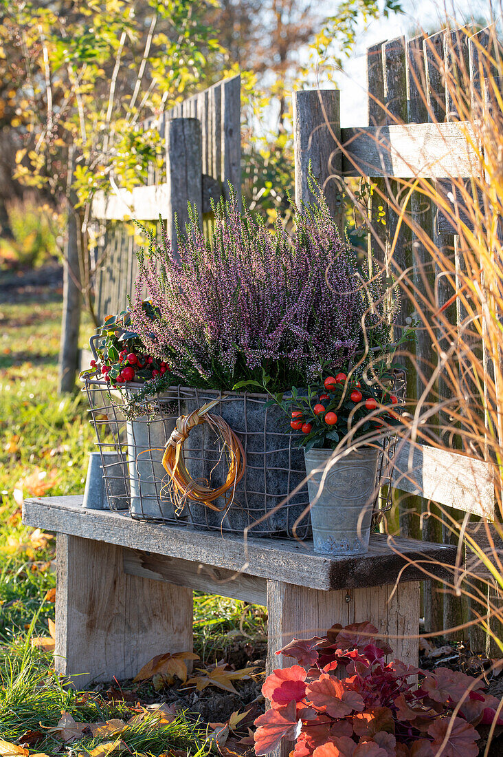 Teaberry (Gaultheria), budding heather (Calluna vulgaris) on a wooden bench, including purple coral bells 'Blackberry Jam' (Heuchera)