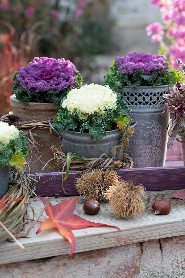 Ornamental cabbage, white and purple in pots (Brassica oleracea)