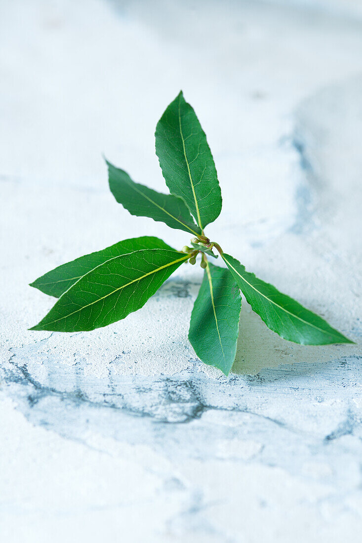 Sprig of bay leaves