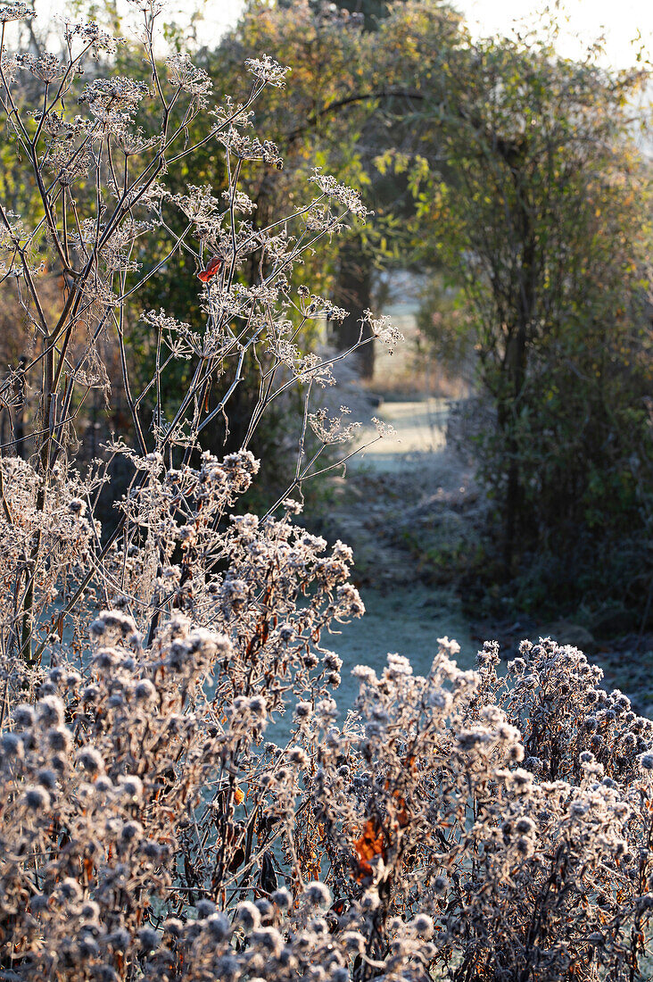 Autumnal garden