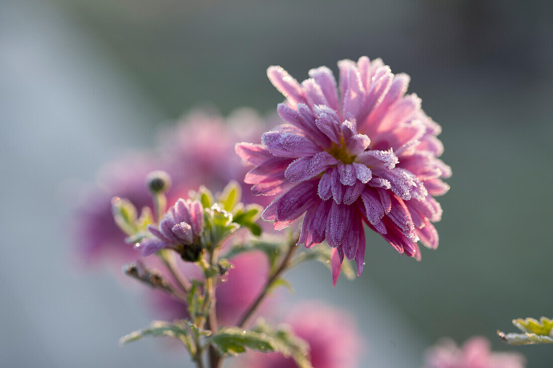 Pink autumn chrysanthemum in hoarfrost